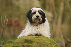 Tibetan Terrier