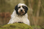 Tibetan Terrier