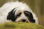 lying Tibetan Terrier