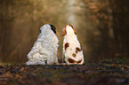2 dogs