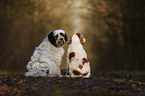 2 dogs