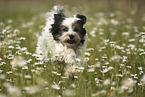 running Tibetan Terrier