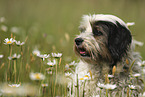 Tibetan Terrier Portrait