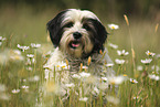 Tibetan Terrier Portrait
