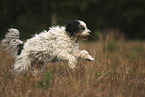 running Tibetan Terrier