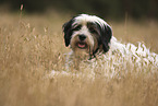 lying Tibetan Terrier