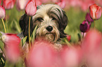 Tibetan Terrier Portrait