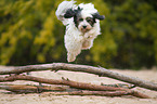 jumping Tibetan Terrier