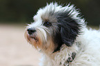 Tibetan Terrier Portrait