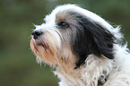 Tibetan Terrier Portrait