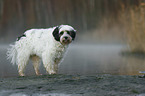 Tibetan Terrier