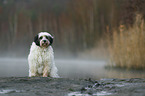 sitting Tibetan Terrier