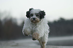 running Tibetan Terrier