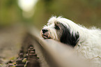 Tibetan Terrier Portrait