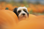 Tibetan Terrier Portrait