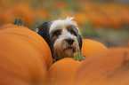 Tibetan Terrier Portrait