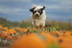 running Tibetan Terrier