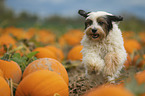 running Tibetan Terrier