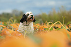 sitting Tibetan Terrier