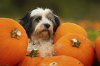 Tibetan Terrier Portrait