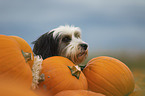 Tibetan Terrier Portrait