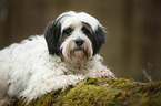 lying Tibetan Terrier