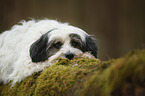 lying Tibetan Terrier