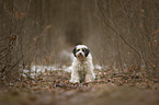 sitting Tibetan Terrier