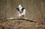 running Tibetan Terrier