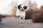 running Tibetan Terrier