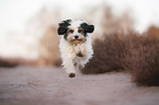 running Tibetan Terrier