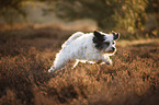 running Tibetan Terrier