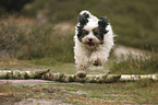 running Tibetan Terrier