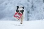 running Tibetan Terrier