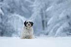 sitting Tibetan Terrier