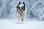 running Tibetan Terrier