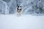 running Tibetan Terrier