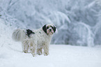 standing Tibetan Terrier