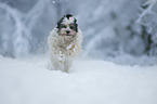 running Tibetan Terrier