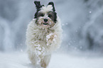 running Tibetan Terrier