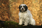 sitting Tibetan Terrier