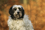Tibetan Terrier portrait