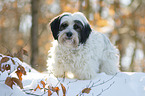 Tibetan Terrier in the snow