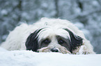 lying Tibetan Terrier