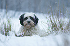 Tibetan Terrier portrait