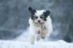 running Tibetan Terrier