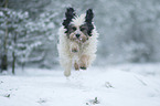 running Tibetan Terrier