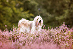 Tibetan Terrier