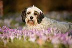 lying Tibetan Terrier