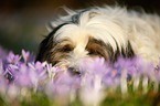 sleeping Tibetan Terrier